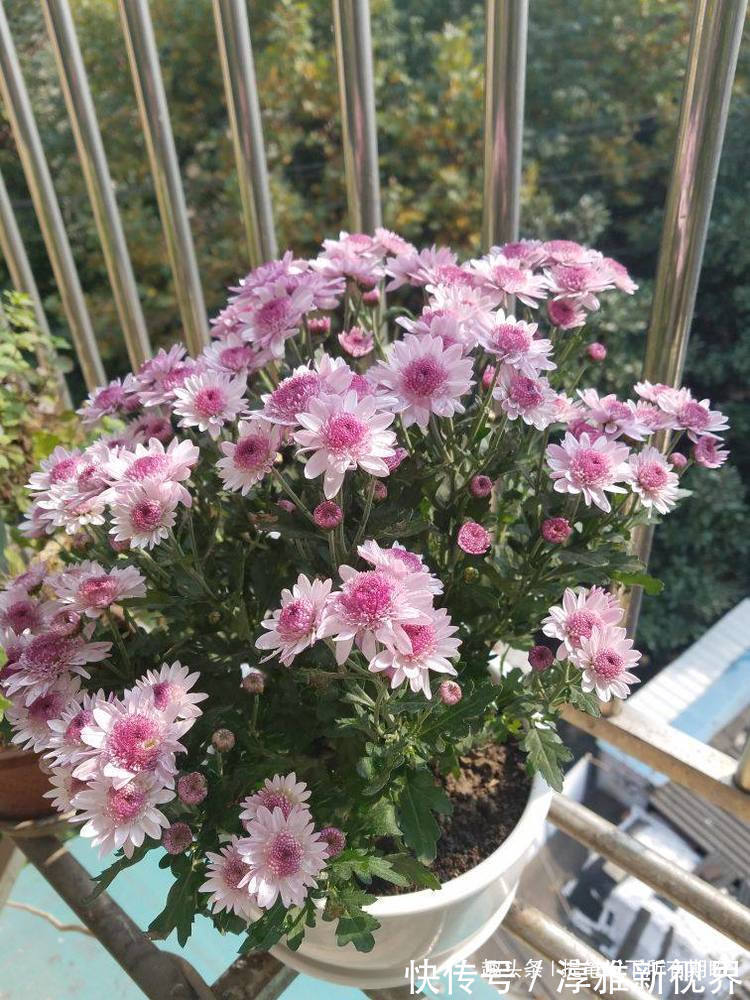 花姿|喜欢赏花,不如养盆“高端玫瑰”假日公主,花姿贵气,浪漫唯美!
