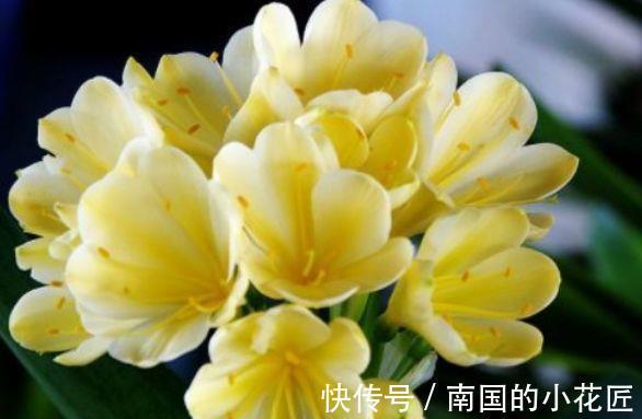 白卧龙|农历8月3号起,最适合养这些花,开花幽香暗淡,高颜值易成活