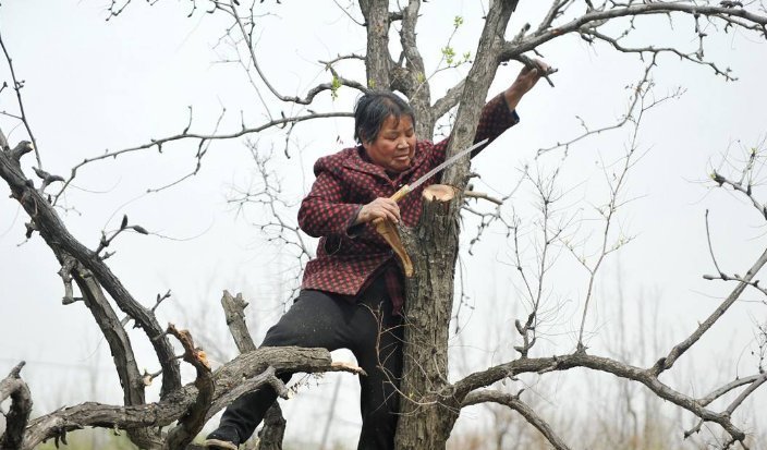 科学依据|俗语:“香椿过房,主人恐伤”,原来并非迷信,有科学依据!