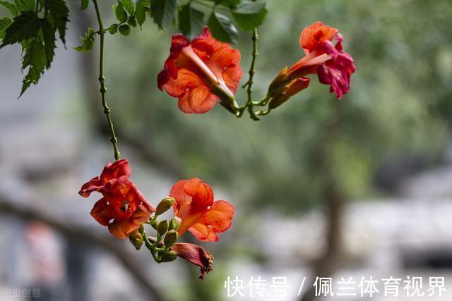 窗户|好好的院子，被一棵“霸道”的凌霄花给毁了