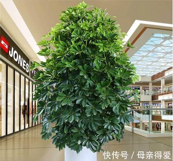 叶片|客厅见树,十家九富,6种富贵树,随便养一盆,子孙一直富