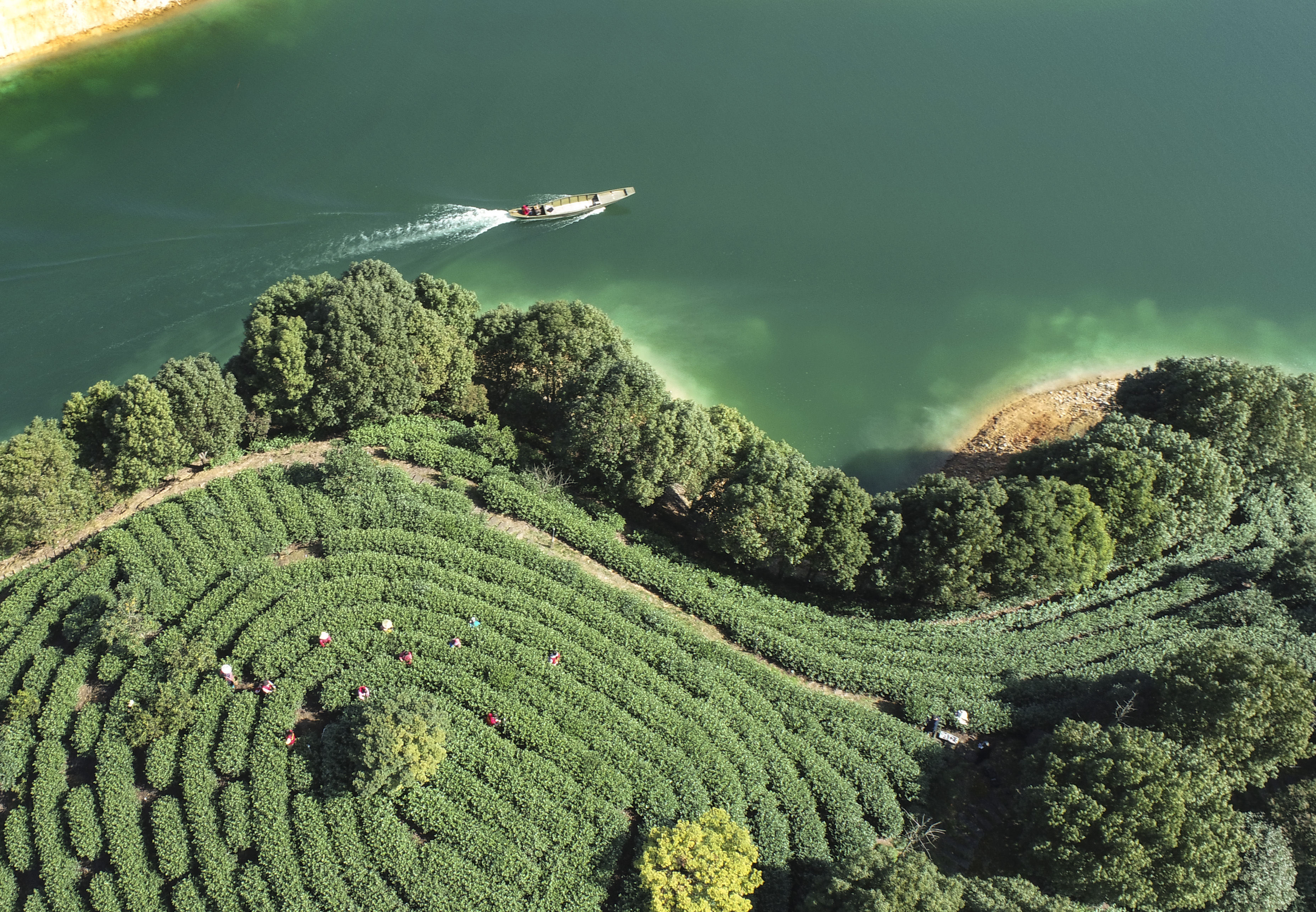 过年|千岛湖茶！湖上茶园采收忙~