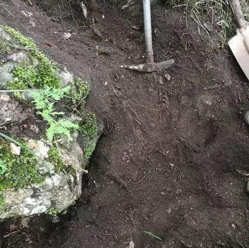 松针土|营养土还在买?3种东西混一混,变成万能花土,养啥旺啥!