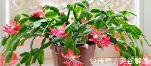 最厉害的养花营养液,蟹爪兰喝一勺,不掉花苞不黄叶,蹭蹭开一盆