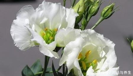 一种花沾土就能生根,冬天也能成活,每次开花大半年!