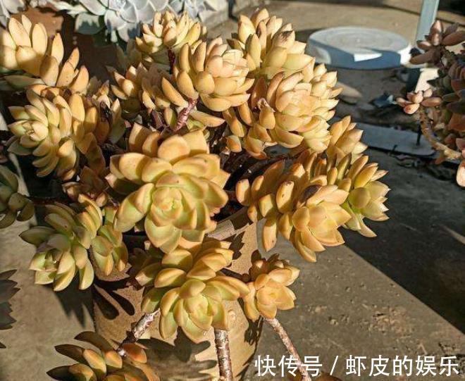 11月养多肉,2个动作“催一催”,安全过冬,颜色靓丽爱爆崽