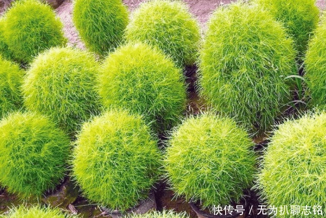 在中国被做成扫把的植物,到了日本却视为宝贝,成了观赏性植物