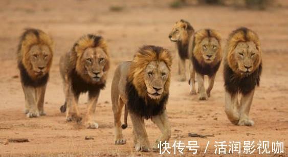 |动物搞笑照片的背后,是狮子的生存逻辑,和雄狮对流言蜚语的辩白