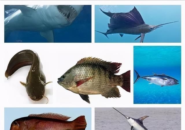 胎儿|怀孕多吃鱼娃更聪明?三种鱼不建议孕妈吃,否则坑的是肚子里的娃