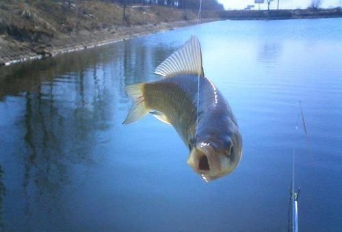 冬季野外钓鲫鱼,这3大原则值得遵循,让鲫鱼们争相上钩