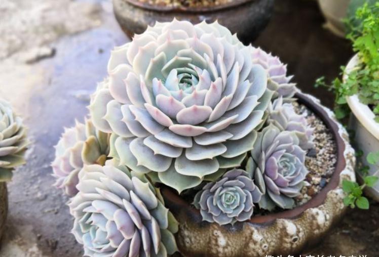 多肉静夜和露娜莲,一个“肤白貌美”很娇气,一个株型周正又好养