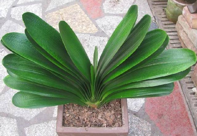 君子兰换盆有具体步骤，一共五步都很重要，少一步服盆差不开花