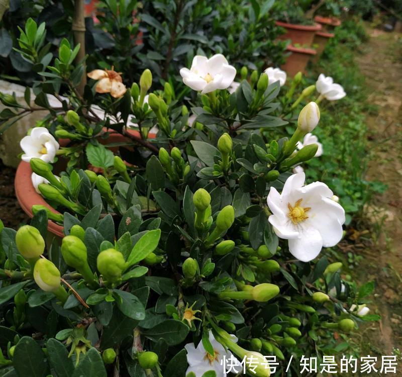 多元素|5种“漂亮花”,秋天乱修剪?小心来年,一年没花看