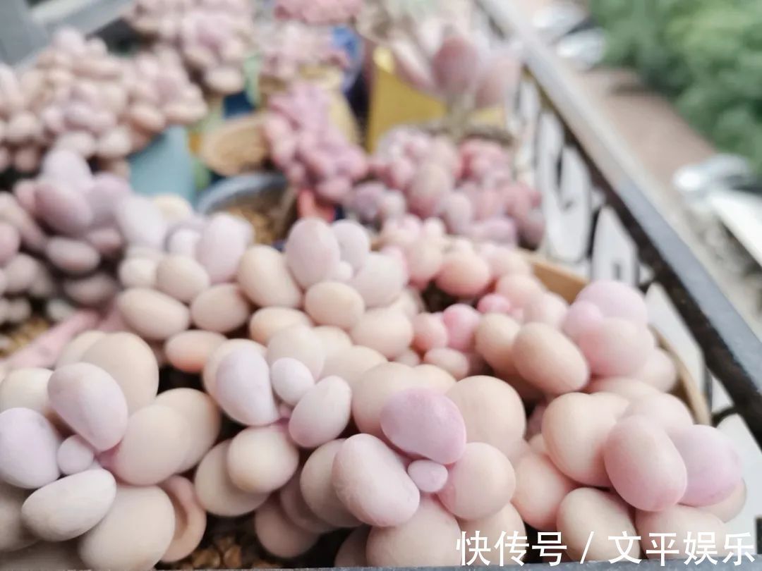 一组逆袭成功的多肉给它时间，它就会给你好看！