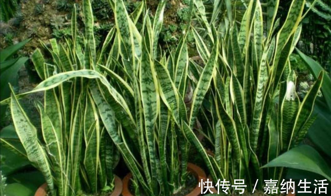长势|养虎皮兰不用施肥，教你2个方法，让它长得枝叶繁茂