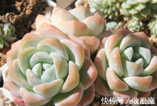 观赏价值|盘点8款胖多肉,颜值高好养护,喜欢多肉一定别错过!