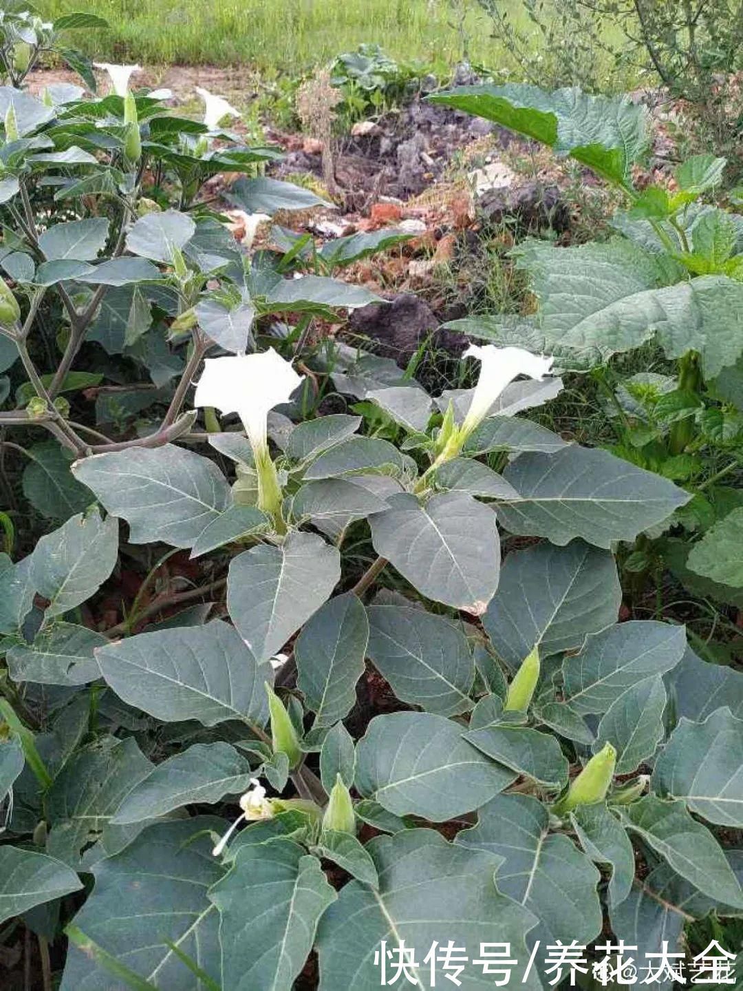 紫茉莉|不能小看入侵植物，看到后要立马拔掉，留着就是祸害