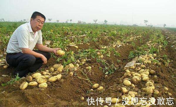 长得像红薯，吃起来像芋头，只卖3元一斤，吃一次就爱上它