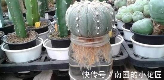 水池|多肉植物养不活，扔水池里3天，自己生根长叶，原来还能这么养