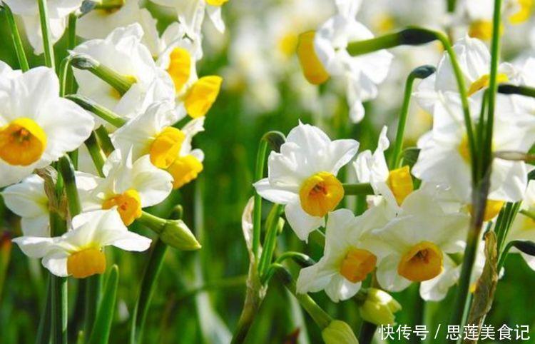 超漂亮的4种花，长势好、花色艳，家里养一盆，开花红又旺