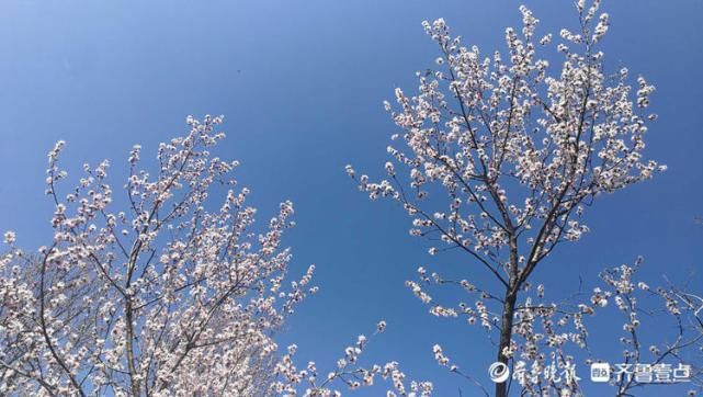 美翻了！济南千佛山桃花朵朵开，满园春色惹人爱