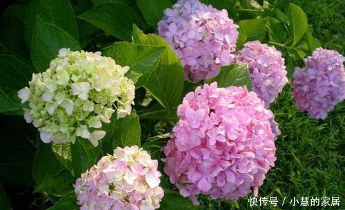 家里采光不好,不妨试着养3种花,轻轻松松开满盆,是盆栽佳品!