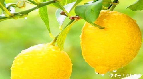 山里红|适合女性吃的3种食物，排毒养颜、延缓衰老，好吃又健康！