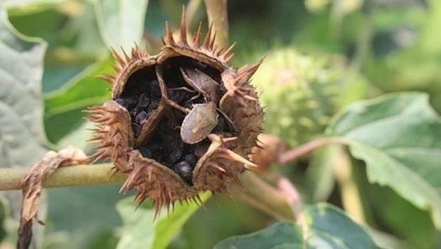 农村随处可见的蓖麻,竟然做成了生化武器,而且原理很简单