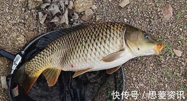 麦片|钓鱼时不妨加点“料”,这些常见的东西钓鱼有奇效!