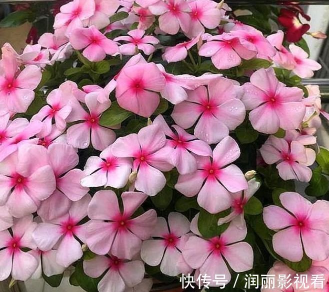 漂亮的4种花,比玫瑰好看,开花就爆盆,不易生病好养护