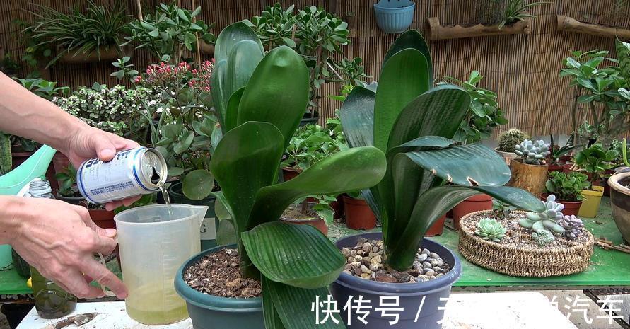 养君子兰,只需一个小方法,叶片肥厚,花苞开完一茬又一茬