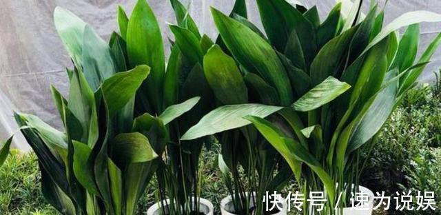 好看似兰花,比绿萝好养10倍,养盆一叶兰,年年挤爆盆
