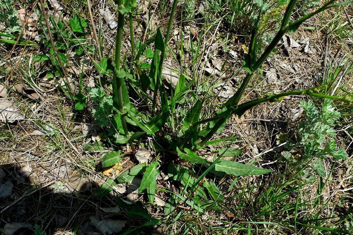 野草|农村一大害草,价值却很珍贵,曾是穷苦人的救命粮,治湿疹有特效