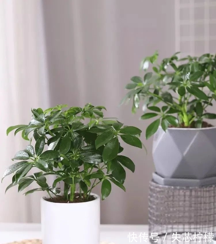 家里养鹅掌柴，早春做好这几件事，叶子绿得发亮，清雅又健康