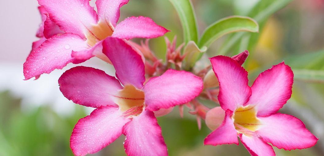 沙漠玫瑰的养殖方法和预防病虫小妙招,只需要记住这几点