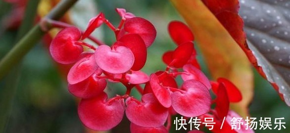 阳台养花,只要避免这些问题,花养出来旺盛,开花多,要收好