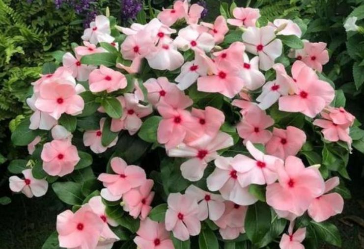 家养这些盆栽，轻松爆盆，无比惊艳，丢在阳台，蹭蹭蹭爆成花海