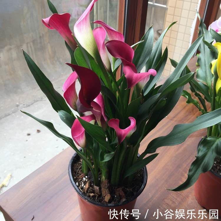 5月22日开始,养花试试这几款,开花幽香暗淡,家里养着上档次!