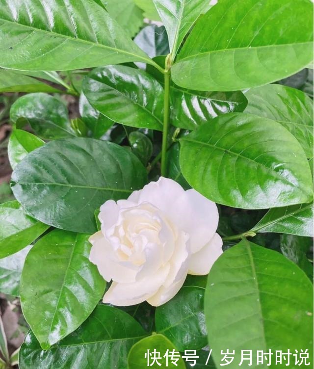 它是天然叶面肥,一擦一喷,叶子比打了蜡还亮!