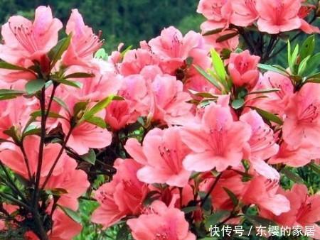6种漂亮花,花期长好养护,花朵大颜值高,值得拥有!