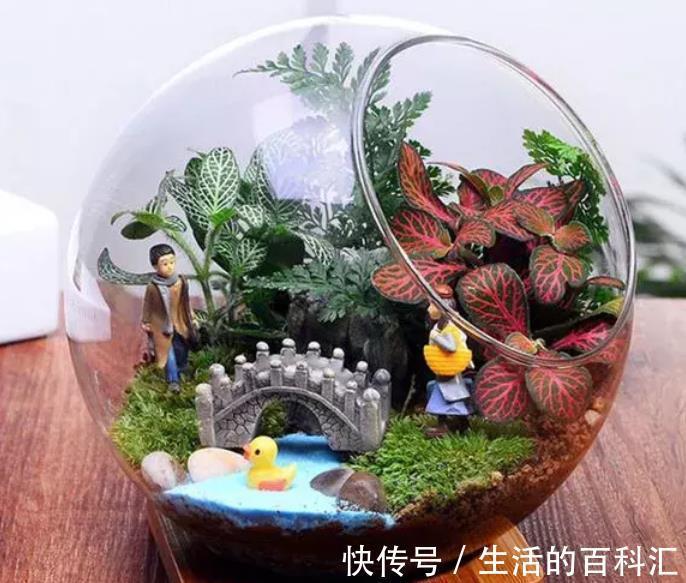 浇水量|秋季气温下降，提前安排这5方面，养花种草才不会出意外