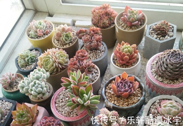 多肉“换盆”有什么困难,该怎么解决看“这”保准不出错