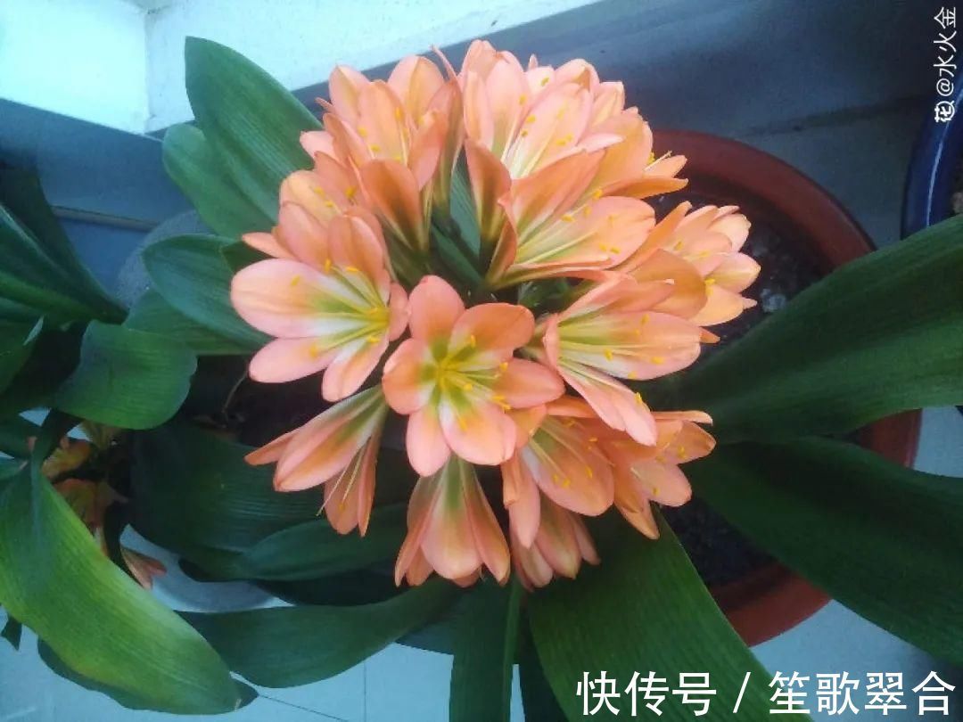 叶片|人养花,花也养人,家里养这10种花,越养越健康