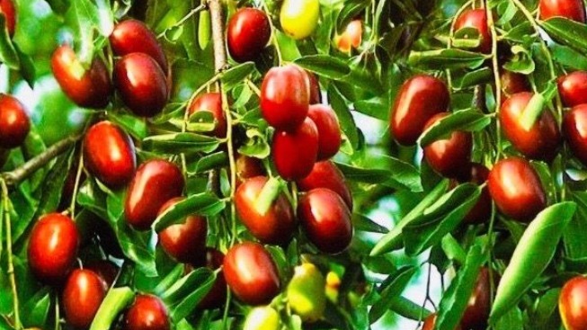 月经|女性经常吃“金枣”,妇科病“不敢扰”,还能防女性卵巢癌!