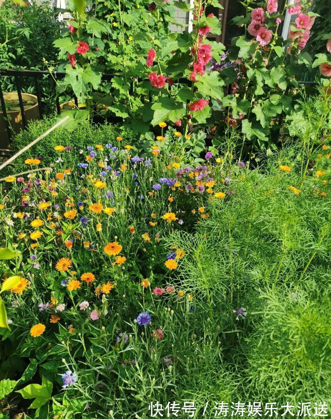 70岁老妈,一天也闲不住,院子里种满了花!