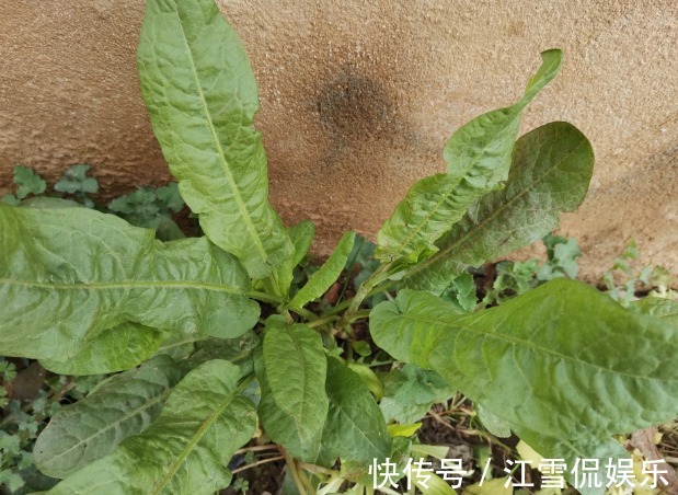 野菜|开春挖野菜,送你“野菜大图鉴”,教你轻松识别20种野菜