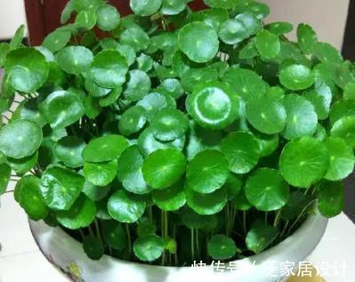 铜钱草|5种花卉自“带钱”,寓意美好招财进宝,有钱人家都会养几盆