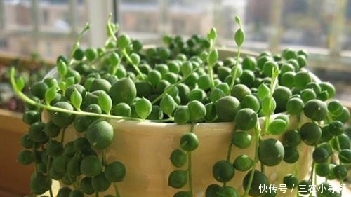 佛珠多肉怎么浇水 多久浇一次水(图)