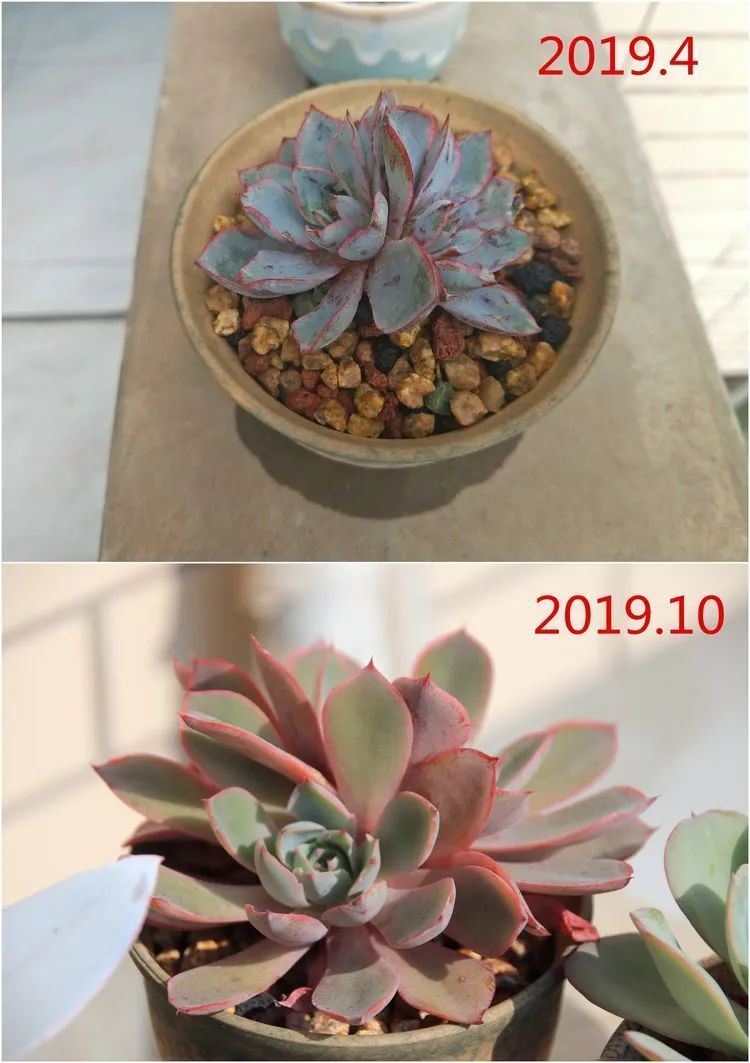 每次的剁手都是忍无可忍，无需再忍！买买买！静待肉美！