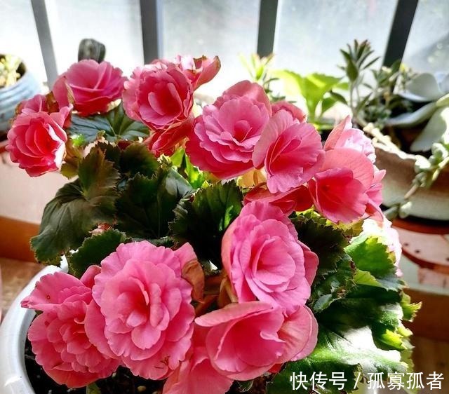 3种花好看“颜值”高,但是能养好的花友不多!